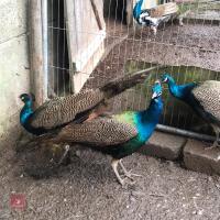 1YR INDIAN BLUE PEACOCK - 2