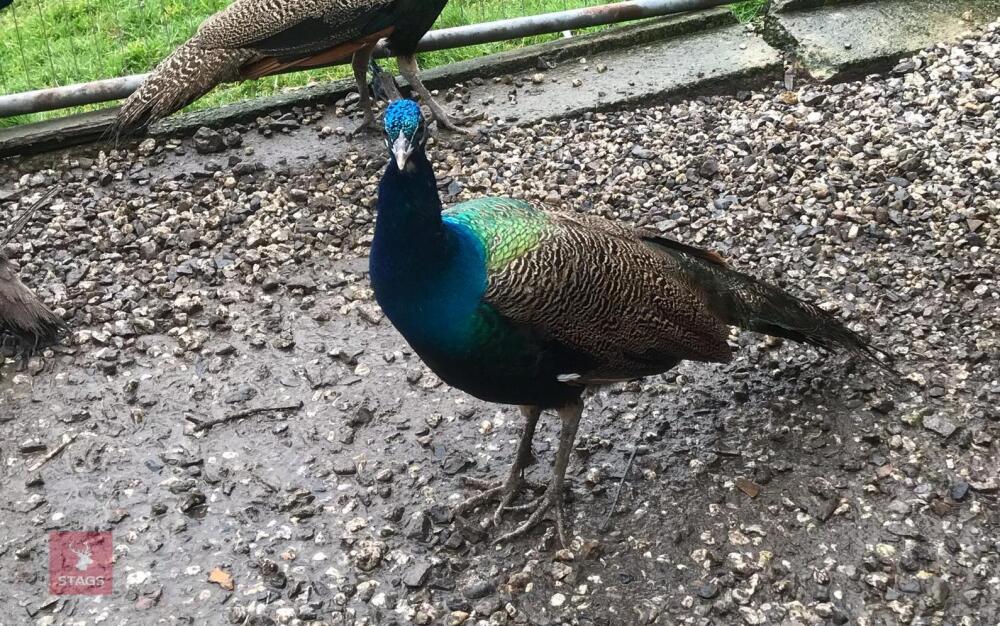 1YR INDIAN BLUE PEACOCK