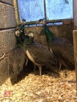 8MO INDIAN BLUE PEACOCK