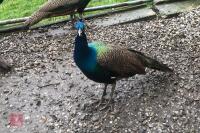 1YR INDIAN BLUE PEACOCK
