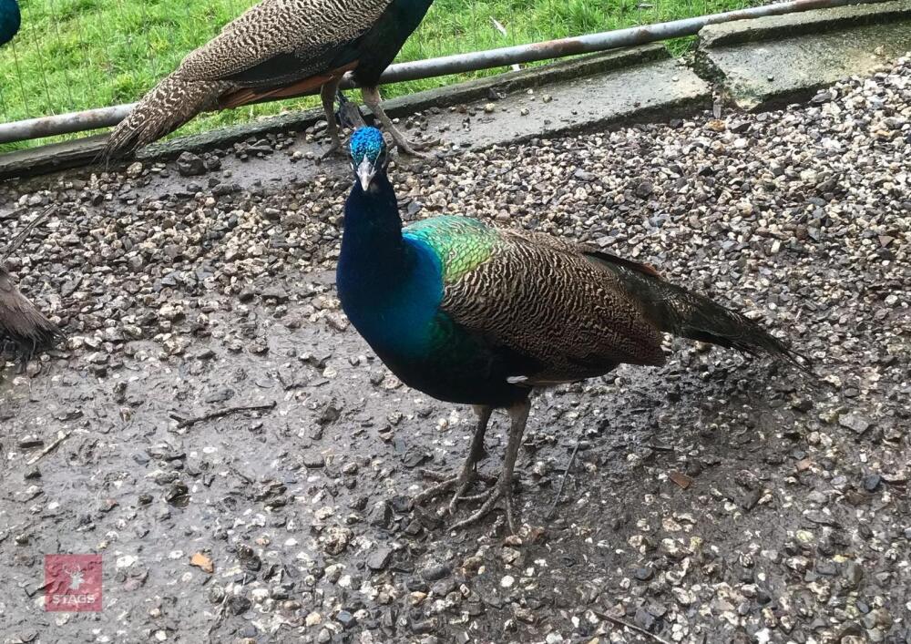 1YR INDIAN BLUE PEACOCK
