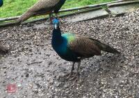 1YR INDIAN BLUE PEACOCK