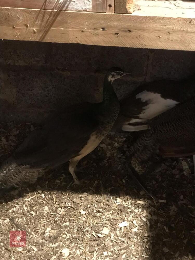 8MO INDIAN BLUE PEAHEN
