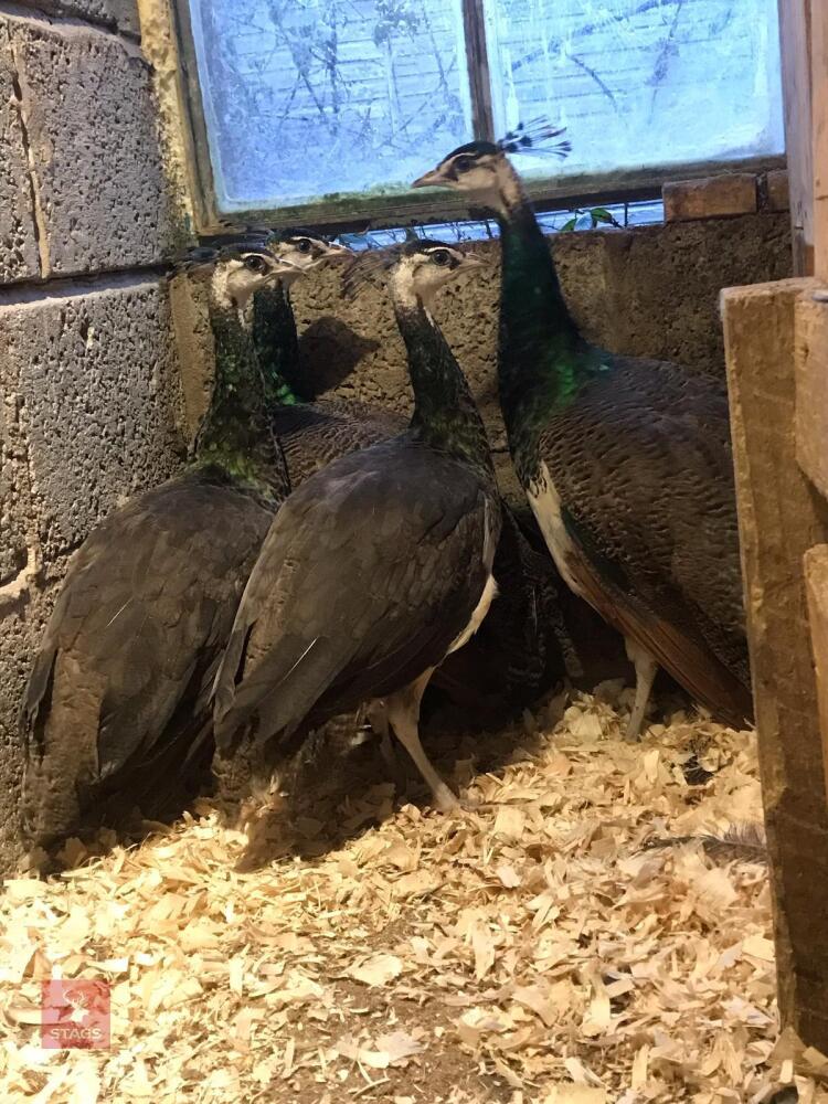 38WK INDIAN BLUE PEACOCK