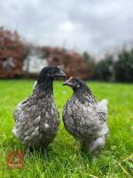 5 BLUEBELL PULLETS BIDS PER BIRD - 3