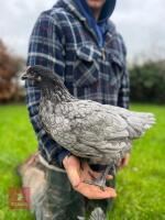 5 HYBRID PULLETS BIDS PER BIRD - 3