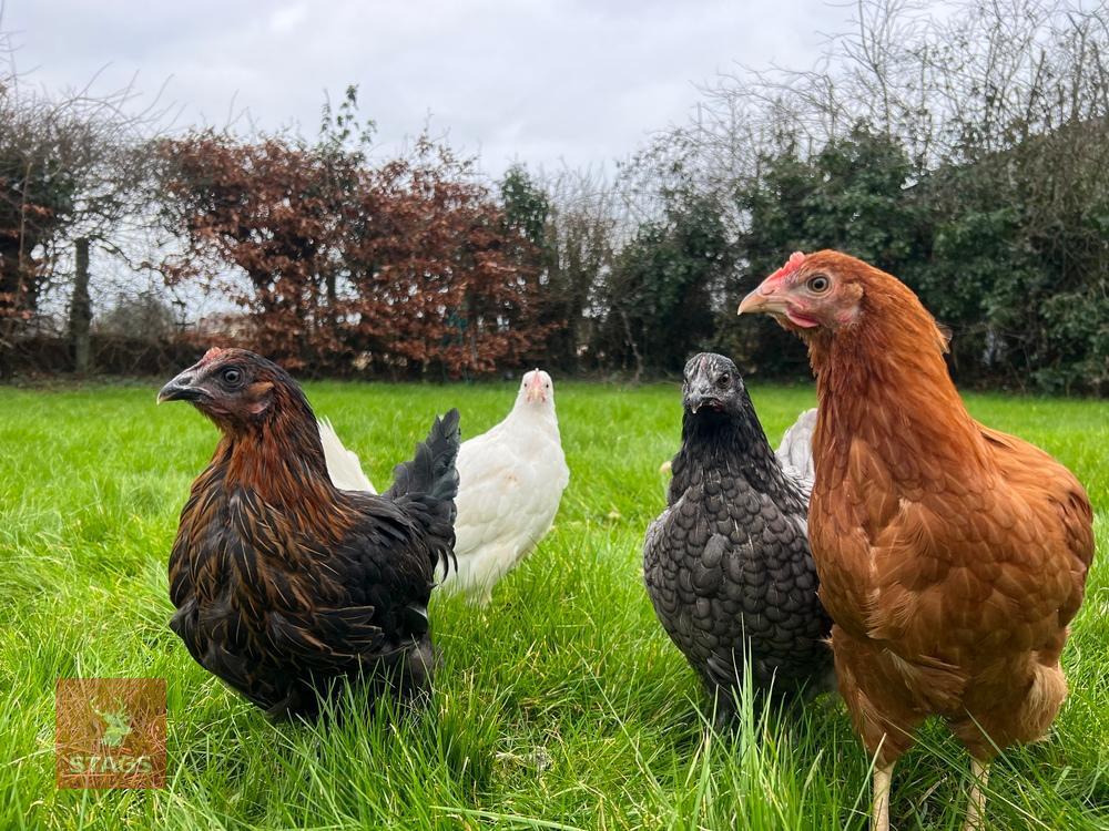 4 MIXED PULLETS BIDS PER BIRD