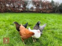 4 MIXED PULLETS BIDS PER BIRD - 2