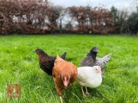 4 MIXED PULLETS BIDS PER BIRD - 3