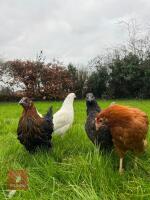 4 MIXED PULLETS BIDS PER BIRD - 4