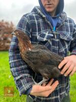 5 BLACK ROCK PULLETS BIDS PER BIRD - 2