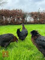 5 BLACK ROCK PULLETS BIDS PER BIRD - 3