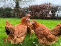 5 DEVONSHIRE RED RANGERS BIDS PER BIRD