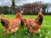 5 DEVONSHIRE RED RANGERS BIDS PER BIRD - 2