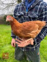 5 DEVONSHIRE RED RANGERS BIDS PER BIRD - 4
