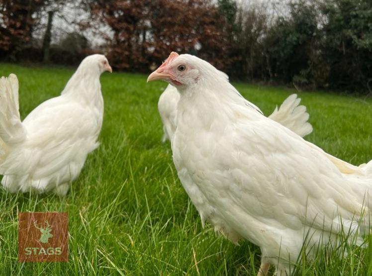 5 WHITE LEGHORNS PULLETS BIDS PER BIRD