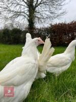 5 WHITE LEGHORNS PULLETS BIDS PER BIRD - 2