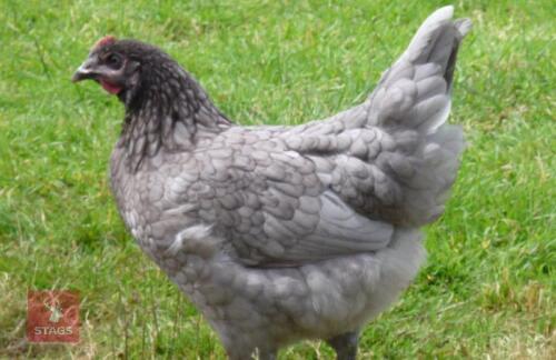 4 BLUE MARAN PULLETS