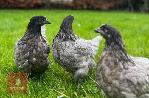 5 BLUEBELL PULLETS