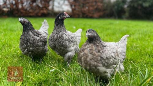 5 HYBRID PULLETS