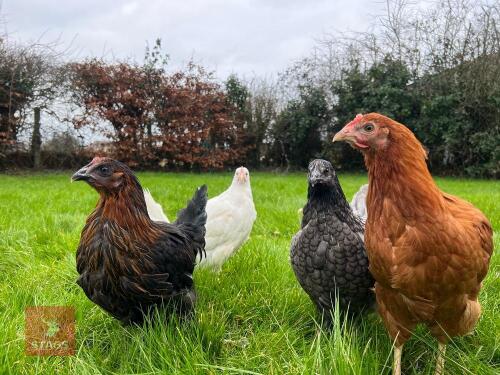 4 MIXED PULLETS