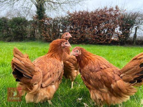 5 DEVONSHIRE RED RANGERS