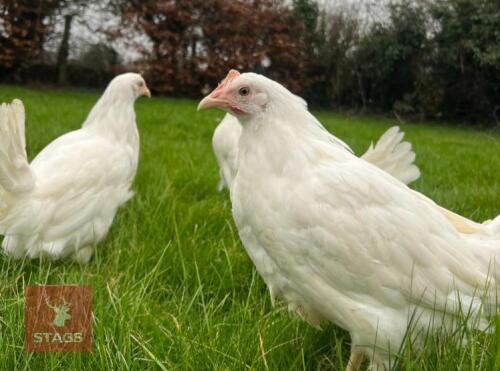 5 WHITE LEGHORNS PULLETS