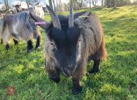 3YO PEDIGREE PYGMY NANNY GOAT - 2
