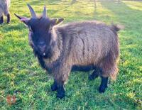 3YO PEDIGREE PYGMY NANNY GOAT - 4