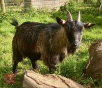 3YO PEDIGREE PYGMY NANNY GOAT - 5
