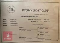 3YO PEDIGREE PYGMY NANNY GOAT - 6
