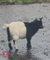 PYGMY WETHER GOAT - 2