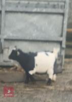 PYGMY WETHER GOAT - 3