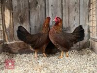 2 BANTAM WELSUMMER POL PULLETS BIDS PER BIRD - 2