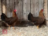 2 BANTAM WELSUMMER POL PULLETS BIDS PER BIRD - 3