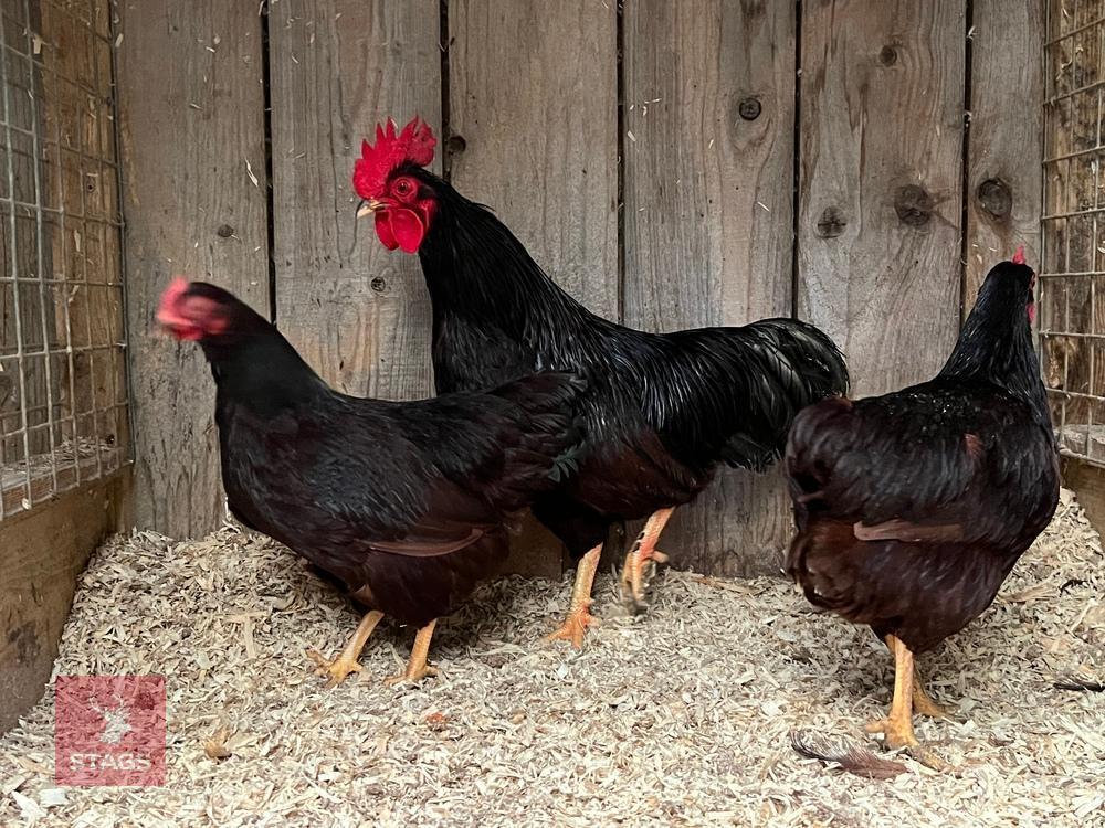 3 RHODE ISLAND RED POL BANTAMS BIDS PER BIRD