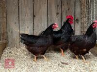 3 RHODE ISLAND RED POL BANTAMS BIDS PER BIRD - 2