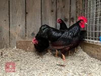 3 RHODE ISLAND RED POL BANTAMS BIDS PER BIRD - 3