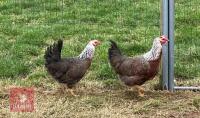 3 SILVER DUCKWING WELSUMMER LARGE FOWL BIDS PER BIRD
