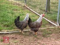 3 SILVER DUCKWING WELSUMMER LARGE FOWL BIDS PER BIRD - 2