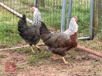3 SILVER DUCKWING WELSUMMER LARGE FOWL BIDS PER BIRD - 3