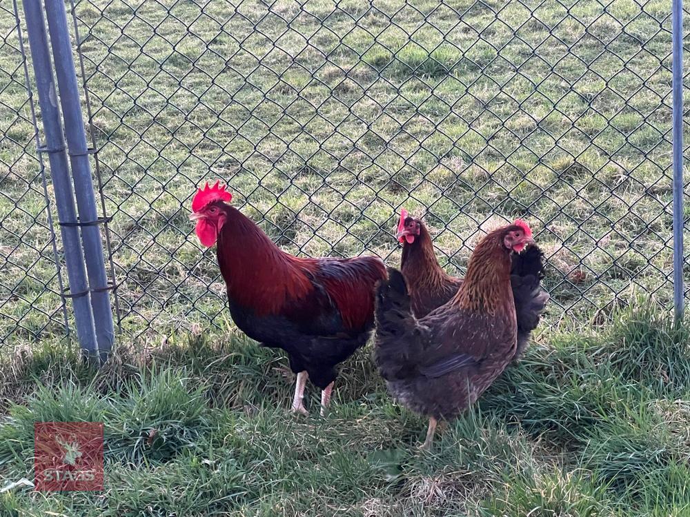 3 GOLD WELSUMMER LARGE FOWL BIDS PER BIRD