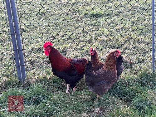 3 GOLD WELSUMMER LARGE FOWL BIDS PER BIRD
