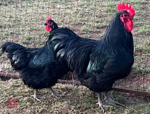 3 LARGE BLACK AUSTRALORP CHICKENS BIDS PER BIRD