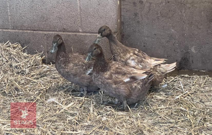 3 KHAKI CAMPBELL DUCKS BIDS PER BIRD