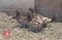 3 KHAKI CAMPBELL DUCKS BIDS PER BIRD