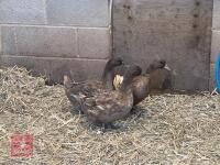 3 KHAKI CAMPBELL DUCKS BIDS PER BIRD - 2