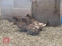 3 KHAKI CAMPBELL DUCKS BIDS PER BIRD - 3