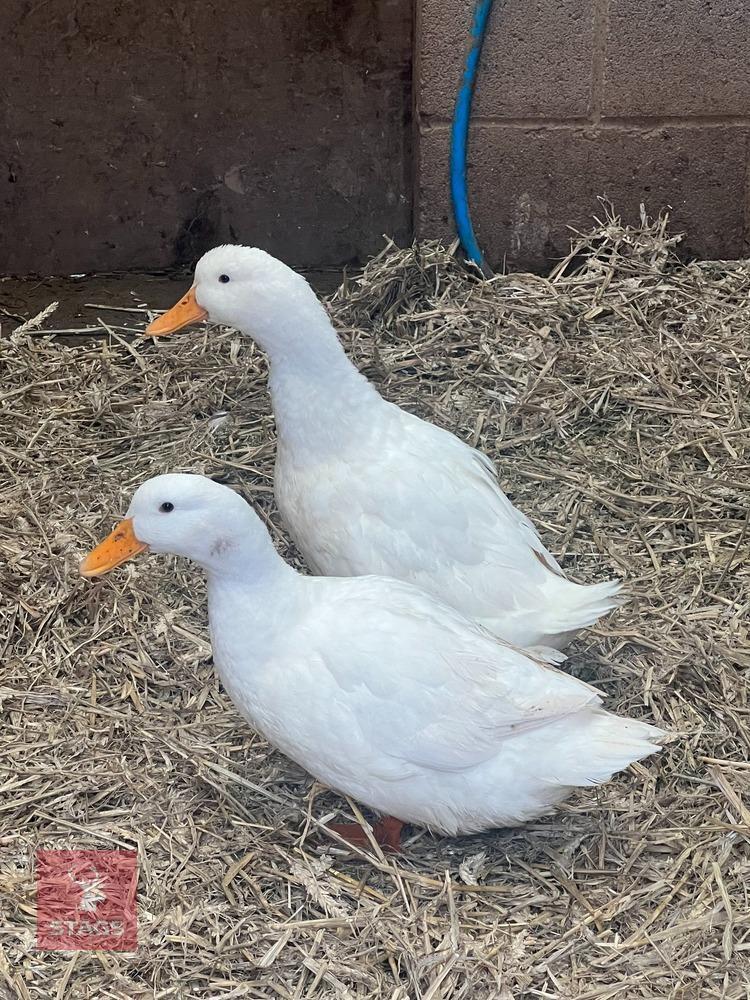 2 WHITE CAMPBELL DUCKS BIDS PER BIRD