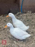 2 WHITE CAMPBELL DUCKS BIDS PER BIRD - 2